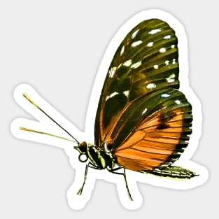 Tiger Longwing Butterfly Sticker